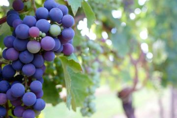 La previsión de producción de vino 2024-2025, un 15 % más que el año pasado según el ministerio