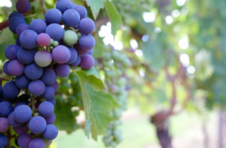 La previsión de producción de vino 2024-2025, un 15 % más que el año pasado según el ministerio