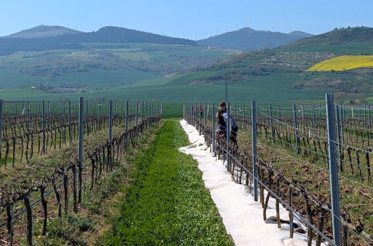 Lana de oveja como acolchado agrícola en suelos de viñedos (Foto Otazu)