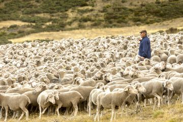 Los últimos pastores trashumantes inician el viaje de Extremadura a Picos de Europa (Foto Interovic)