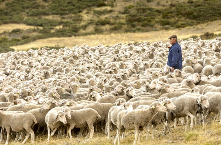 Los últimos pastores trashumantes inician el viaje de Extremadura a Picos de Europa (Foto Interovic)