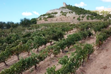 Nueva edición del Concurso de Fotografía Ribera del Duero (Foto DOP)
