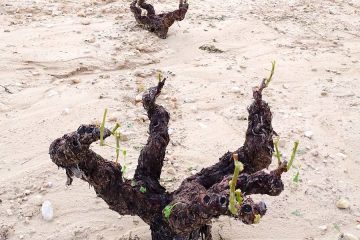 Una tormenta de granizo provoca daños severos en los viñedos de la DOP Jumilla
