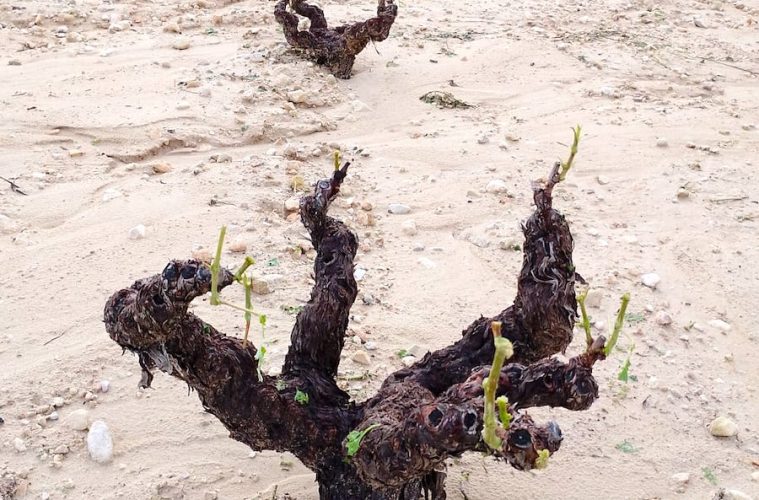 Una tormenta de granizo provoca daños severos en los viñedos de la DOP Jumilla