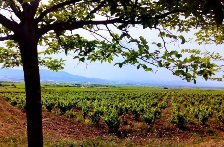Autorizadas ya las nuevas plantaciones de viñedo para 2025 (Foto: MAPA)