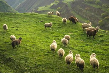 El sector ganadero sigue reduciendo la emisión de gases contaminantes