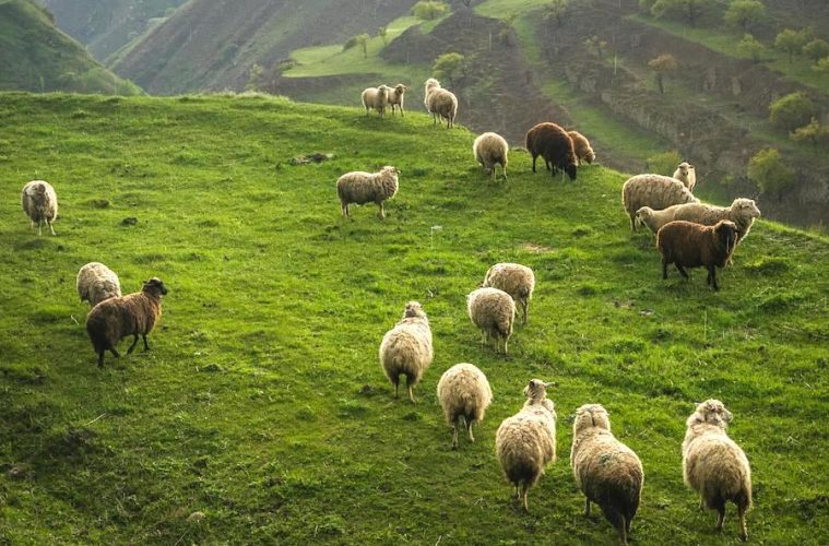 El sector ganadero sigue reduciendo la emisión de gases contaminantes