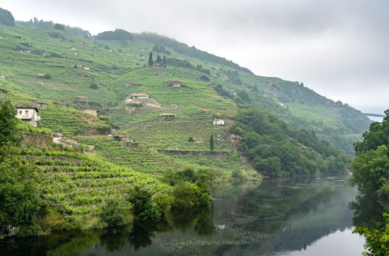 La Ruta del Vino Ribeira Sacra se incorpora al club de Rutas del Vino de España (foto Acevin)