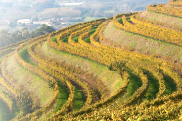 La añada 2024 de los Rías Baixas, calificada como Excelente