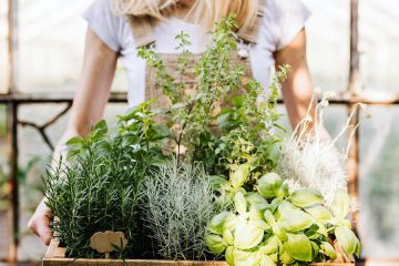 La crisis del sector de plantas arómáticas, a debate en el IIE