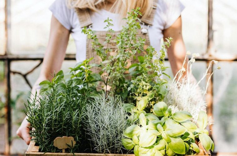 La crisis del sector de plantas arómáticas, a debate en el IIE