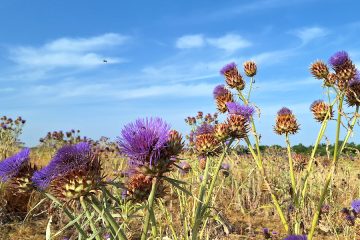 La flor del cardo, ingrediente fundamental en la elaboración de la Torta del Casar