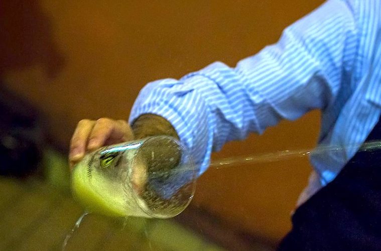 Las mejores sidras de Asturias del año (Foto DOP)