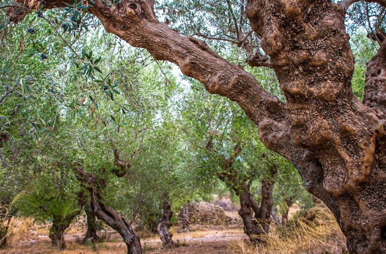 Sobre la importancia de un 'análisis arquitectónico' en la gestión de un olivar