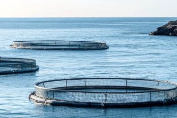 Especies de acuicultura que se pueden encontrar en cualquier pescadería Foto proyecto F4BAC