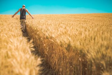 Las condiciones climáticas favorecen la cosecha de cereales, un 15 % superior a la anterior