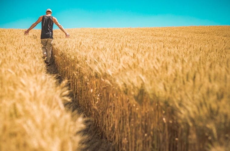 Las condiciones climáticas favorecen la cosecha de cereales, un 15 % superior a la anterior
