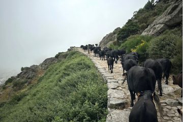 Las mejores fotos de la trashumancia 2025 (detalle foto primer premio)