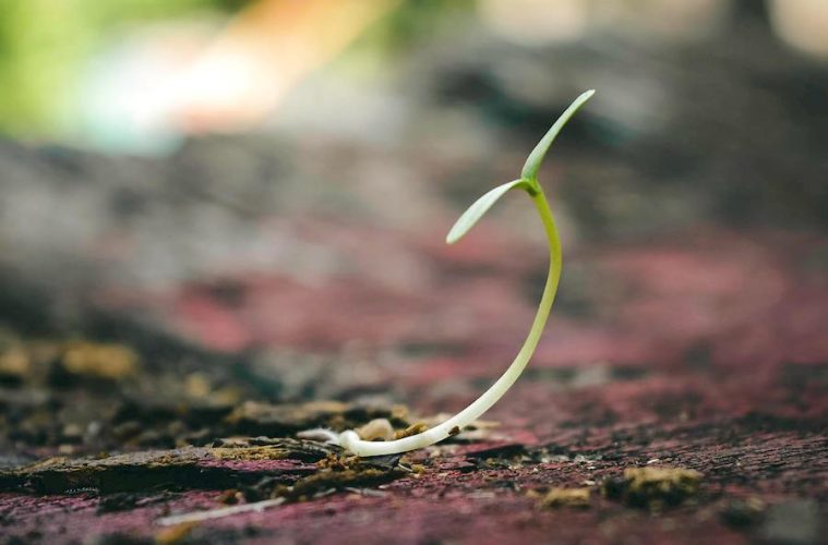 Las semillas y plantas de vivero, claves frente al cambio climático