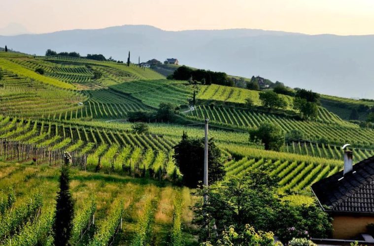 Los vinos mejor puntuados en el Concurso Nacional de Pequeñas Denominaciones de Origen