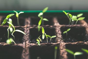 Nuevos datos sobre el impacto de la producción de alimentos en el medioambiente