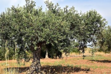 Objetivo, garantizar el futuro del olivar de secano en Andalucía