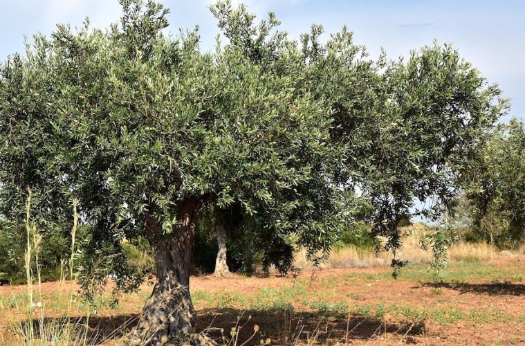 Objetivo, garantizar el futuro del olivar de secano en Andalucía