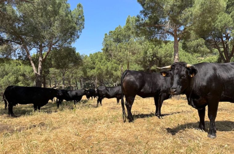 Rebaños de pastoreo que previenen incendios forestales (Foto: Comunidad de Madrid)