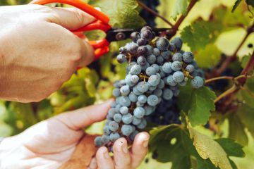 De cara a la vendimia, la Interprofesional del vino recomienda los contratos tipo homologados