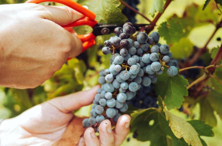 De cara a la vendimia, la Interprofesional del vino recomienda los contratos tipo homologados