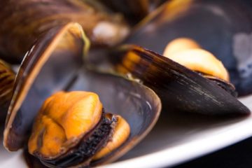 Fiesta del Mejillón y el Berberecho en Vilanova de Arousa