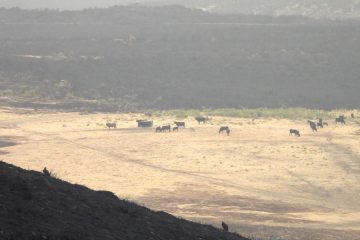 La posición de las asociaciones de razas autóctonas de vacuno de carne ante los incendios forestales (Foto Comunicado)