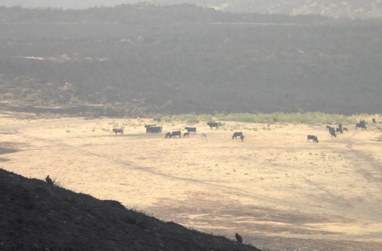 La posición de las asociaciones de razas autóctonas de vacuno de carne ante los incendios forestales (Foto Comunicado)