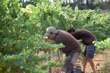 La vendimia 2025 de la DO Penedès será totalmente ecológica