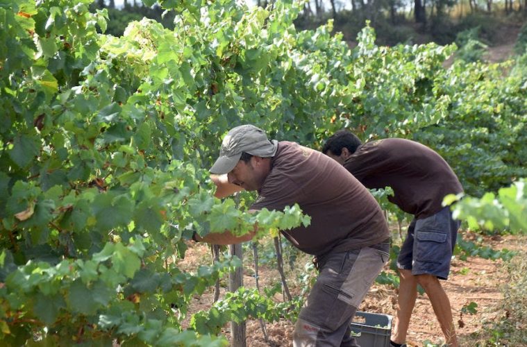 La vendimia 2025 de la DO Penedès será totalmente ecológica