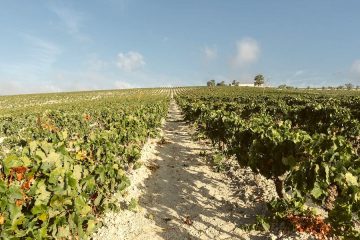 Los viñedos del Marco de Jerez se preparan ya para la vendimia (Foto Consejo Regulador)