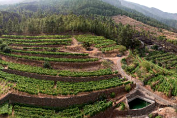 Los viticultores y bodegueros canarios, en desacuerdo con las medidas adoptadas frente a la filoxera (Foto AVIBO)