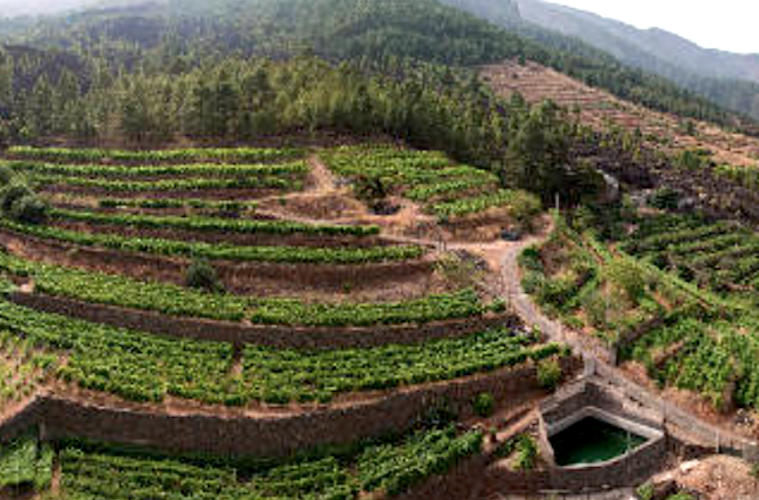 Los viticultores y bodegueros canarios, en desacuerdo con las medidas adoptadas frente a la filoxera (Foto AVIBO)