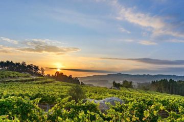 Rías Baixas prevé una buena vendimia, alrededor de un 20 % superior a la pasada (Foto DOP)
