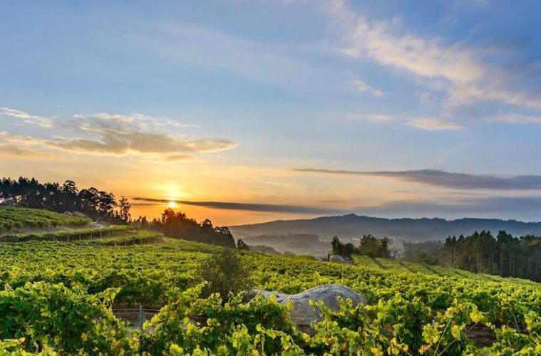 Rías Baixas prevé una buena vendimia, alrededor de un 20 % superior a la pasada (Foto DOP)