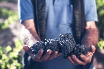 Celebrando el Día Internacional de la Garnacha, una de las variedades de uva más antiguas (Foto: Garnacha Origen)