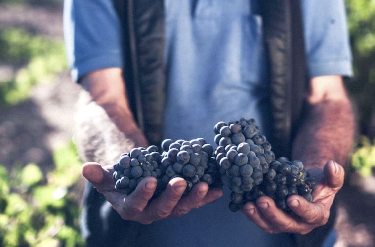 Celebrando el Día Internacional de la Garnacha, una de las variedades de uva más antiguas (Foto: Garnacha Origen)