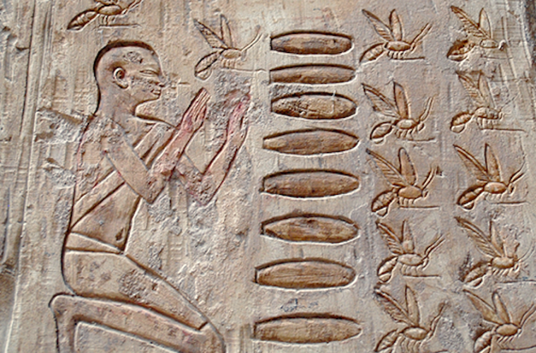 El origen e historia de un oficio- apicultor:a )(Foto Living on Earth)