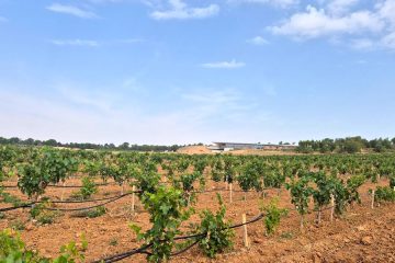 Impulsando la implantación de viñedos policlonales en España y Portugal (Foto: Ibervitis)