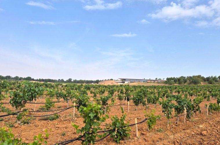 Impulsando la implantación de viñedos policlonales en España y Portugal (Foto: Ibervitis)