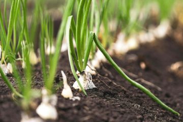 La agricultura, la ganadería y la selvicultura, claves en el pacto de Estado por la emergencia climática