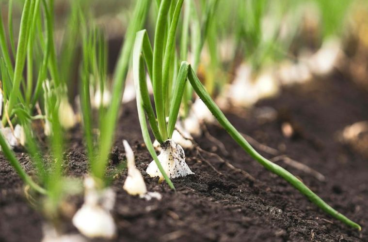 La agricultura, la ganadería y la selvicultura, claves en el pacto de Estado por la emergencia climática