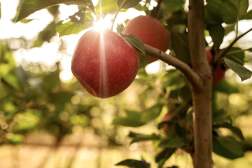 La variedad de manzana Tutti, creada en España para climas más cálidos, llega a China Foto IRTA