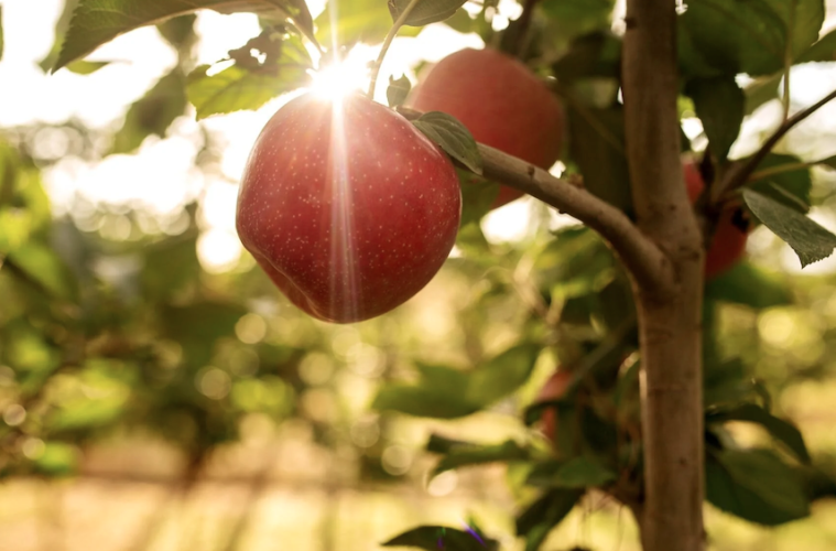 La variedad de manzana Tutti, creada en España para climas más cálidos, llega a China Foto IRTA