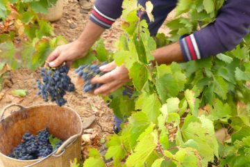 La vendimia de Cariñena, superior a la del año pasado pero inferior a la media de los últimos 10 años